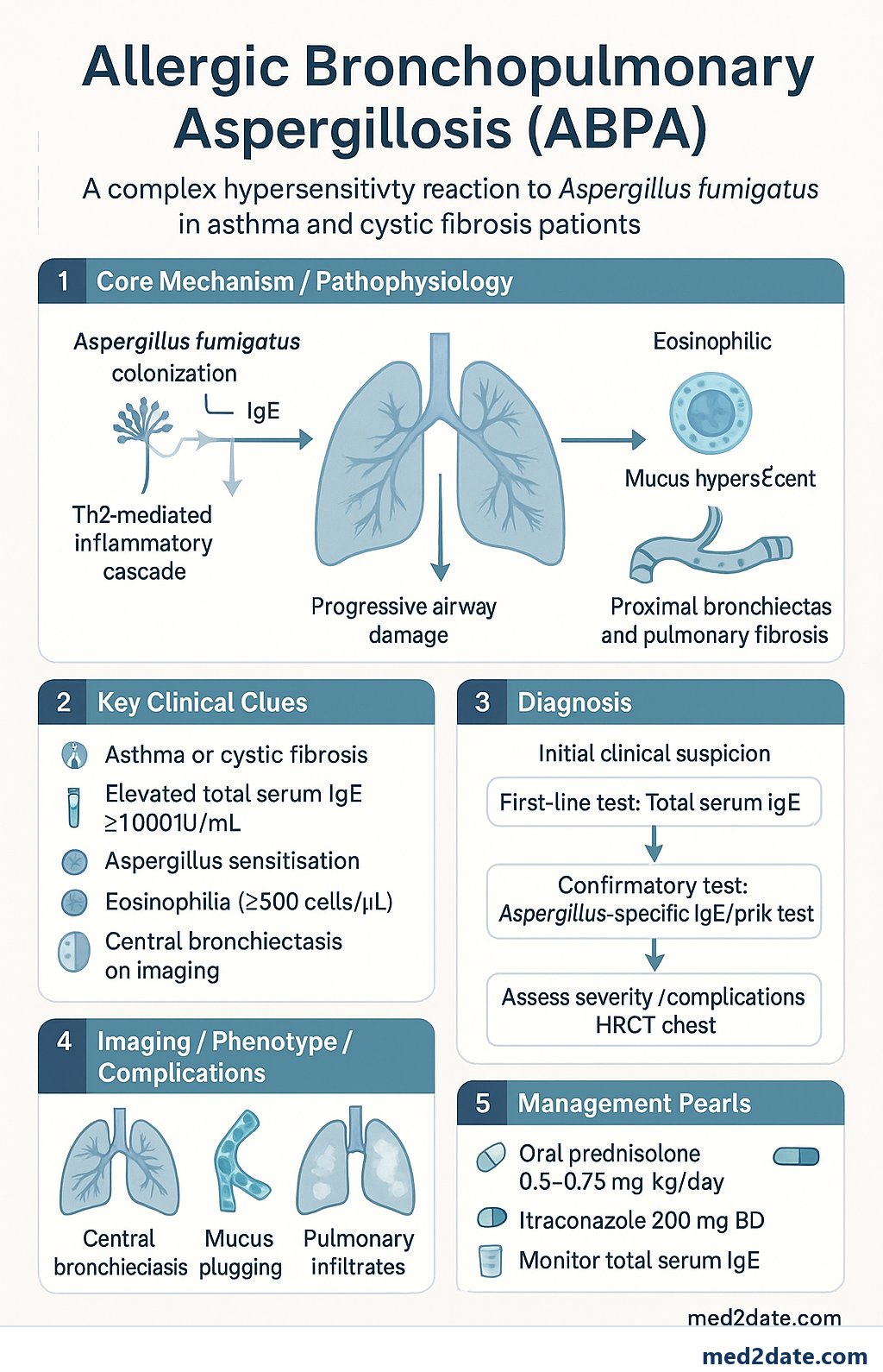 Allergic Bronchopulmonary Aspergillosis (ABPA) clinical infographic — pathophysiology, clinical clues, diagnosis, imaging, and management