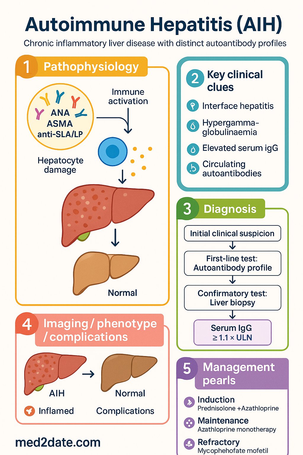 Autoimmune Hepatitis (AIH) clinical infographic — pathophysiology, clinical clues, diagnosis, imaging, and management