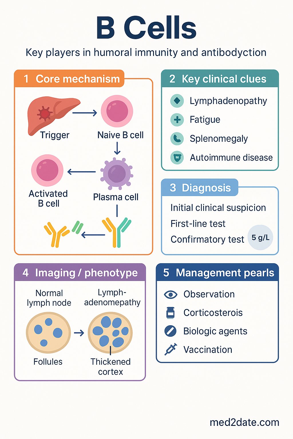 B Cells clinical infographic — pathophysiology, clinical clues, diagnosis, imaging, and management