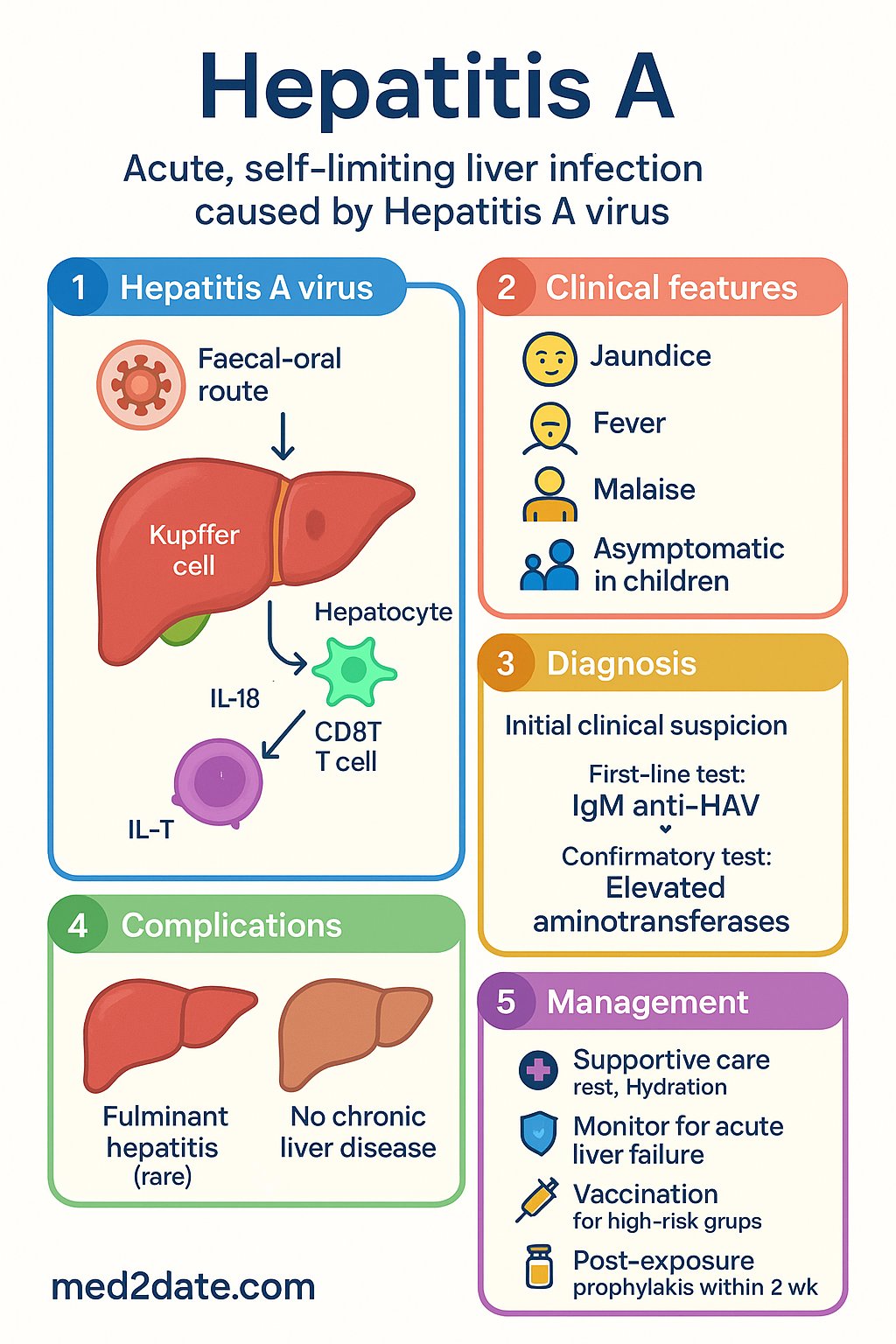 Hepatitis A clinical infographic — pathophysiology, clinical clues, diagnosis, imaging, and management