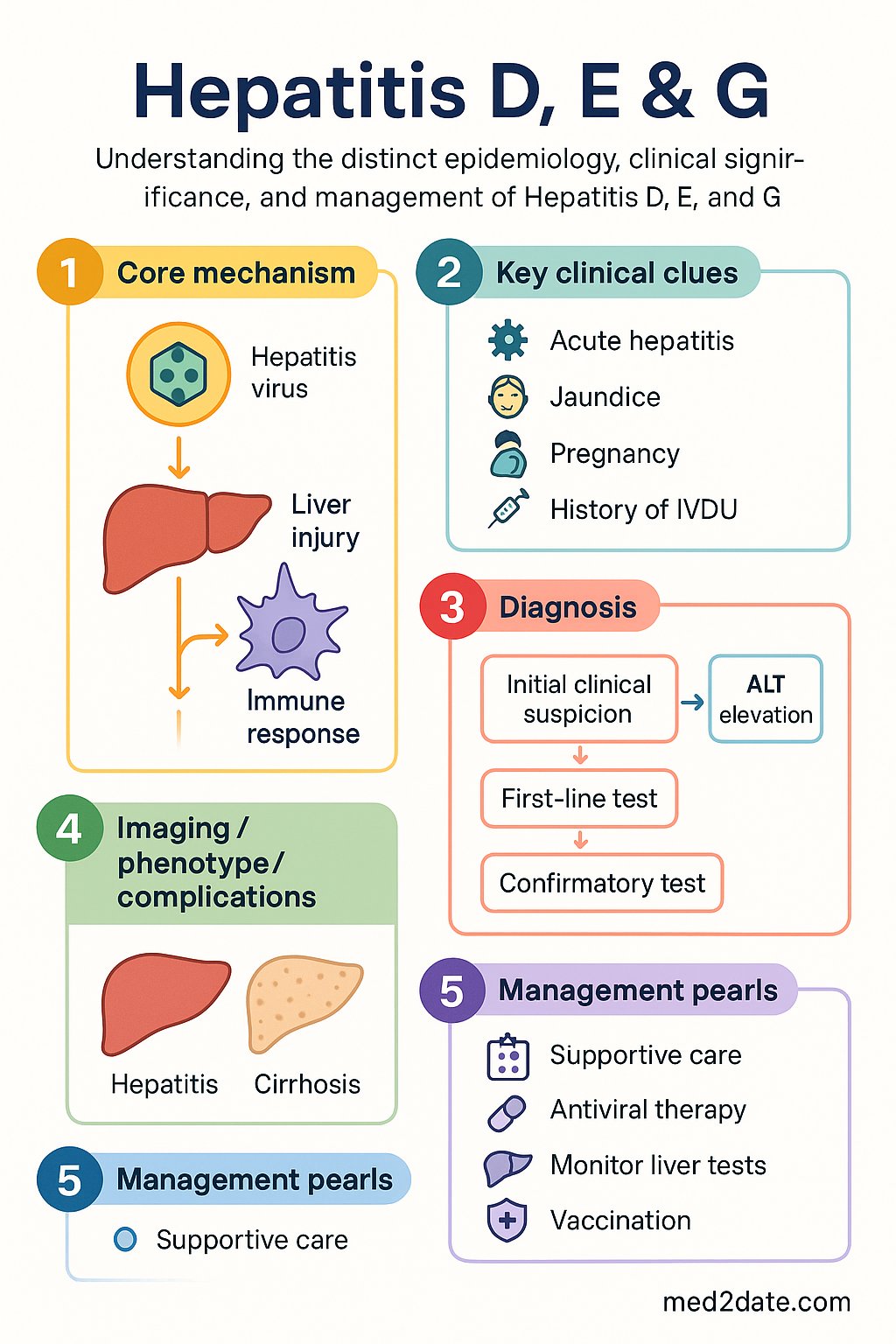 Hepatitis D, E & G clinical infographic — pathophysiology, clinical clues, diagnosis, imaging, and management
