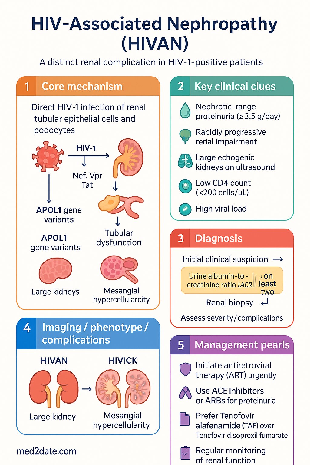 HIV-Associated Nephropathy (HIVAN) clinical infographic — pathophysiology, clinical clues, diagnosis, imaging, and management