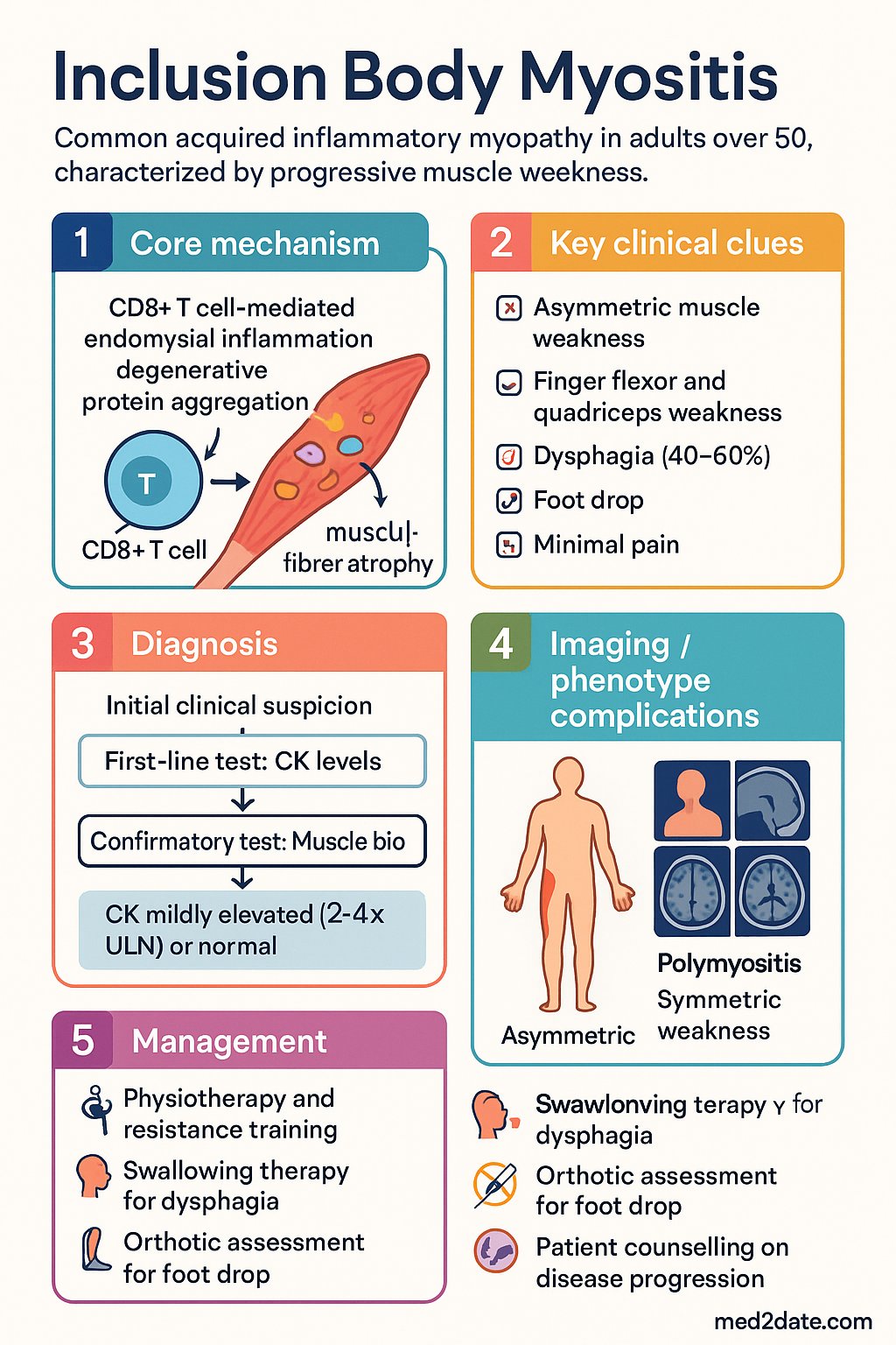 Inclusion Body Myositis (IBM) clinical infographic — pathophysiology, clinical clues, diagnosis, imaging, and management