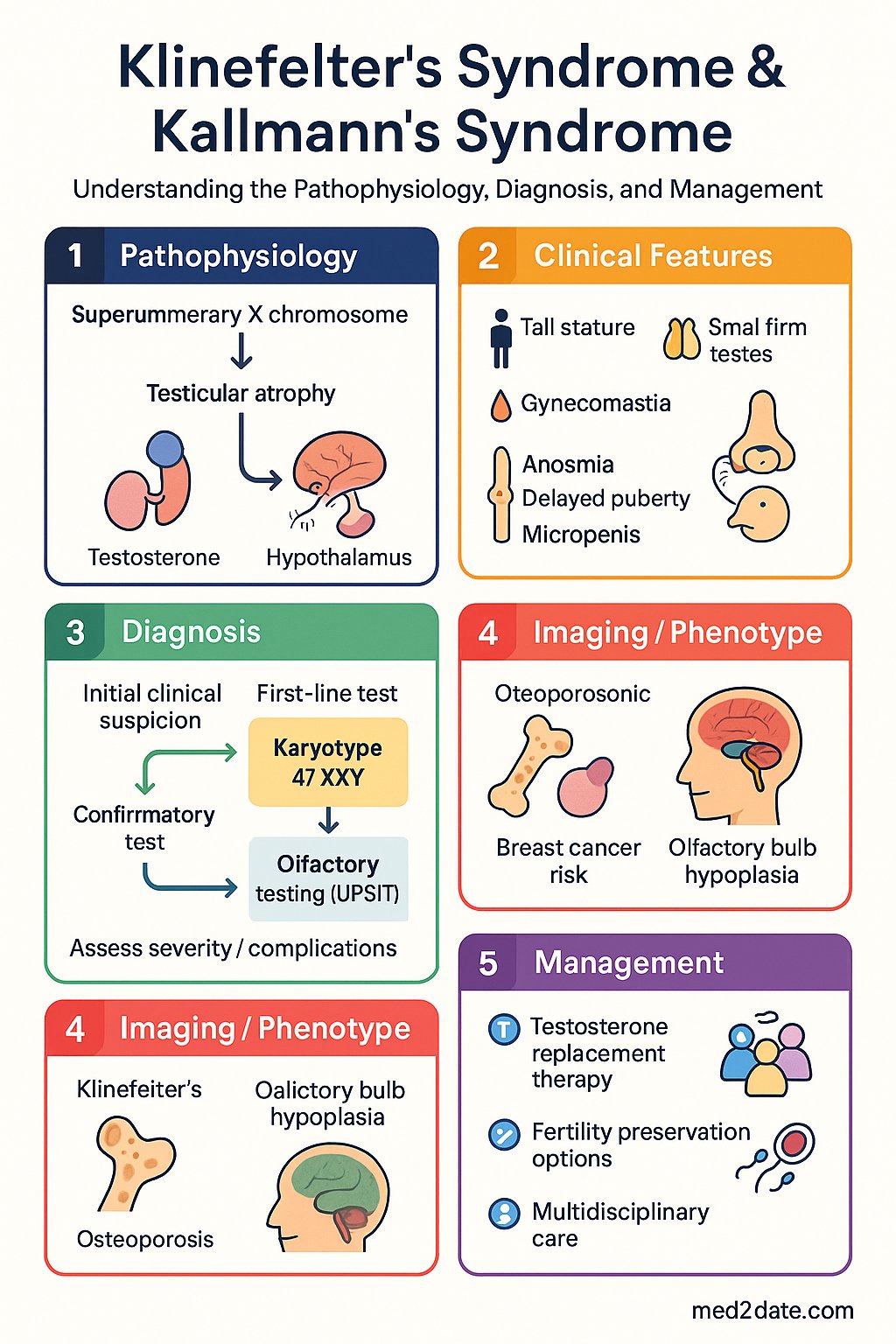 Klinefelter's Syndrome & Kallmann's Syndrome clinical infographic — pathophysiology, clinical clues, diagnosis, imaging, and management