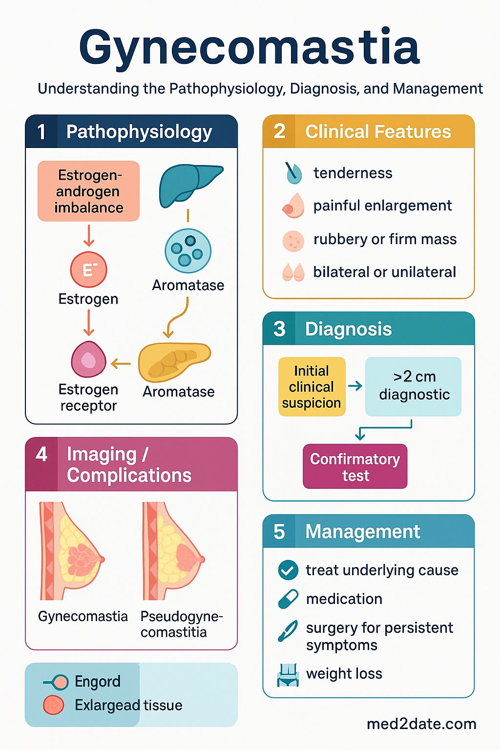 Male Reproductive: Gynecomastia clinical infographic — pathophysiology, clinical clues, diagnosis, imaging, and management