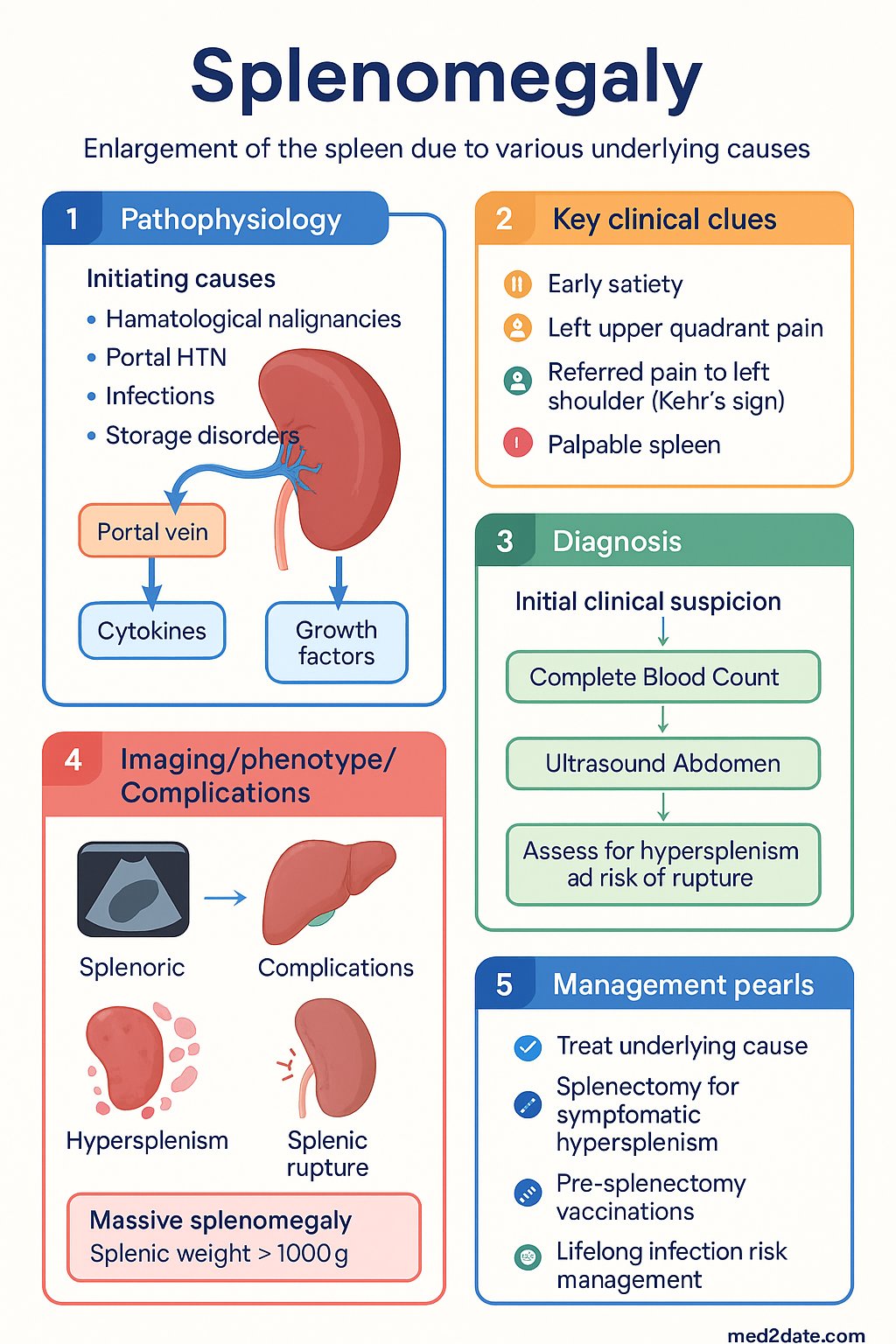 Splenomegaly clinical infographic — pathophysiology, clinical clues, diagnosis, imaging, and management