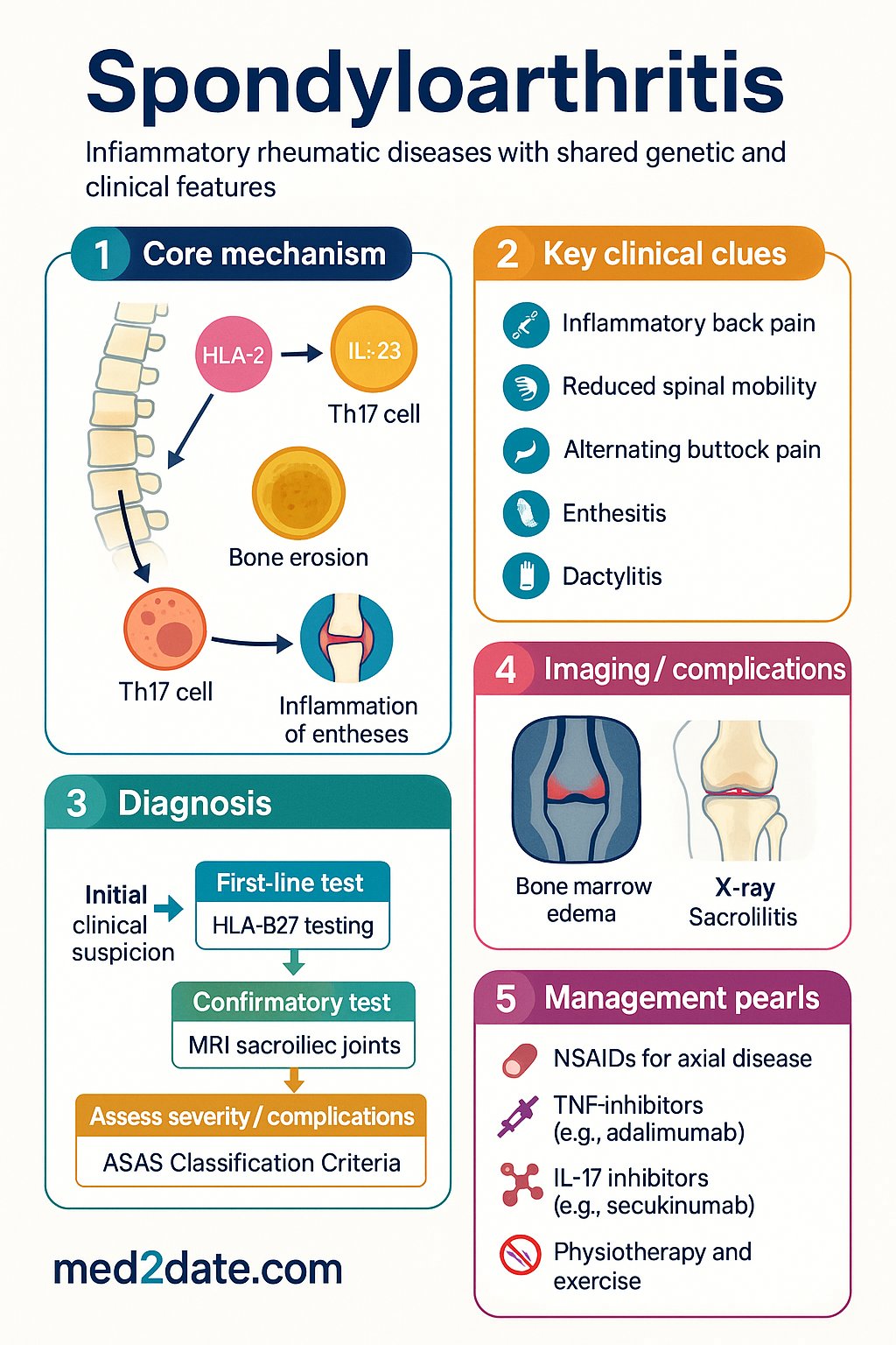 Spondyloarthritis clinical infographic — pathophysiology, clinical clues, diagnosis, imaging, and management