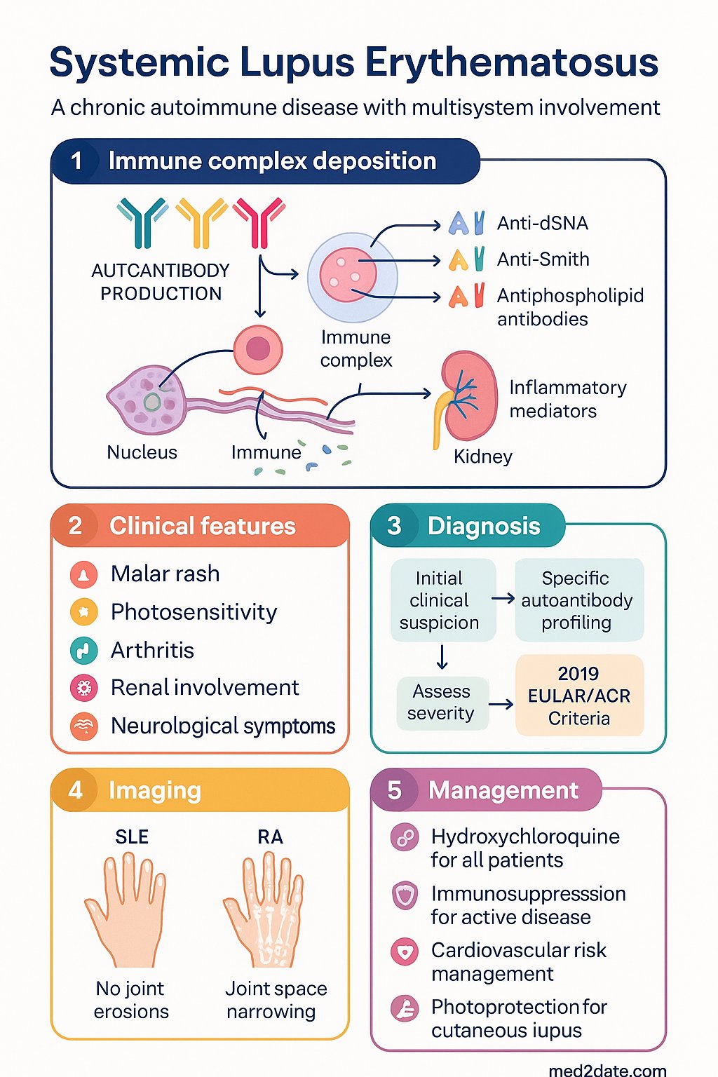 Systemic Lupus Erythematosus clinical infographic — pathophysiology, clinical clues, diagnosis, imaging, and management
