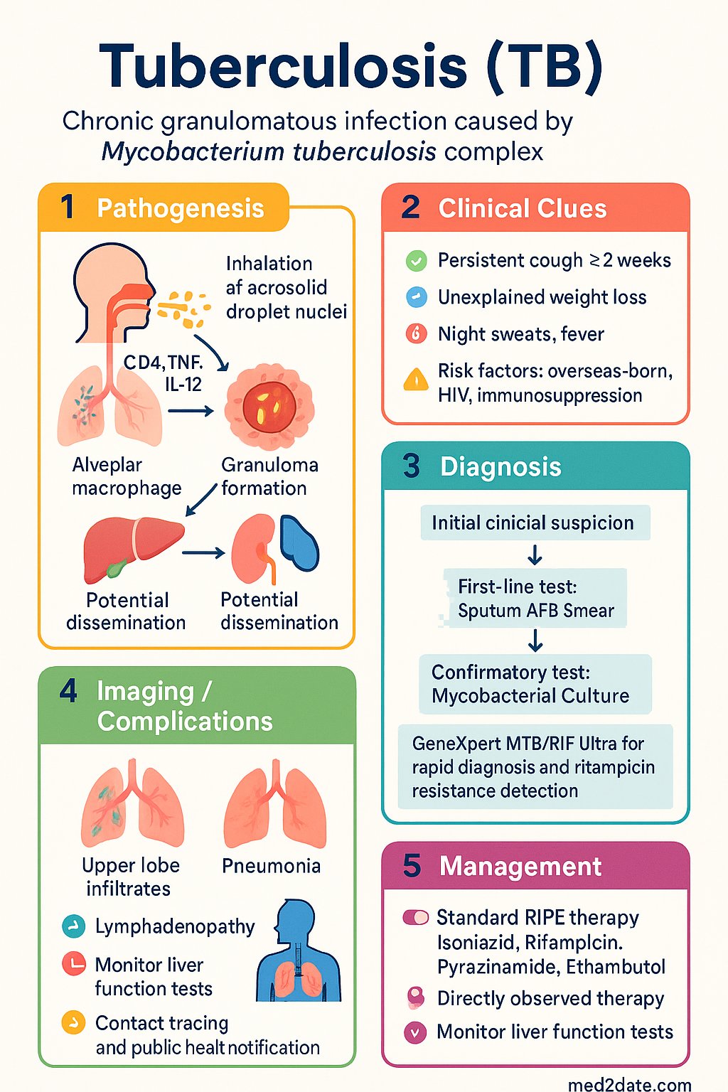Tuberculosis (TB) clinical infographic — pathophysiology, clinical clues, diagnosis, imaging, and management