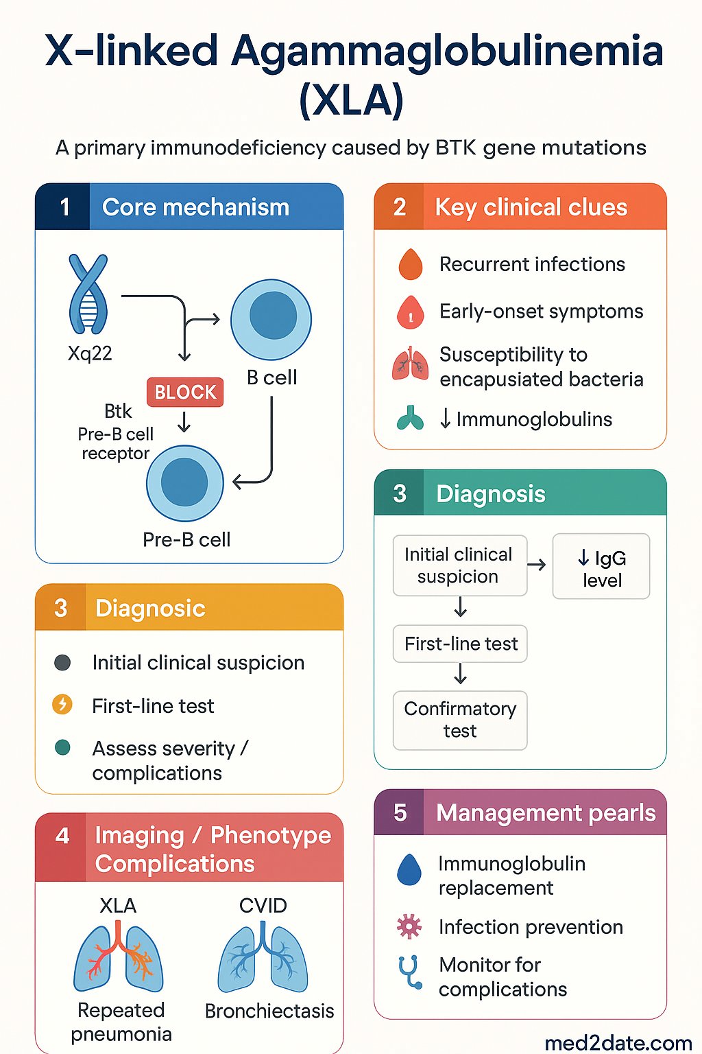 X-linked Agammaglobulinemia (XLA) clinical infographic — pathophysiology, clinical clues, diagnosis, imaging, and management